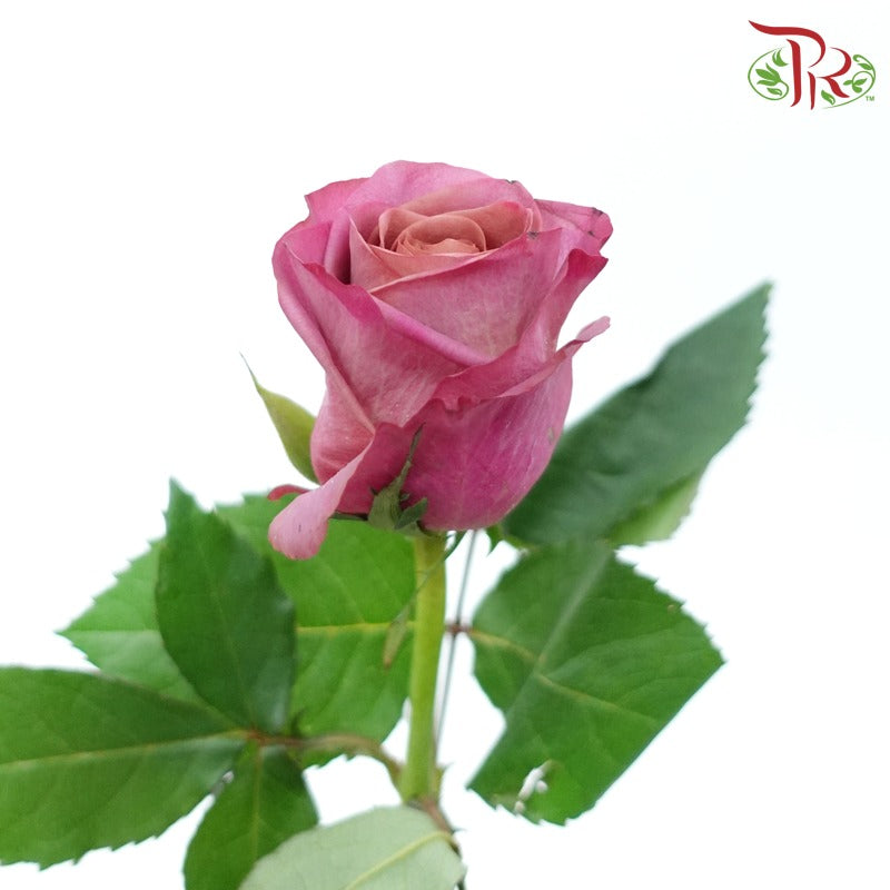 Rose - Violet Magenta (10 Stems)-Violet Magenta-China-prflorist.com.my