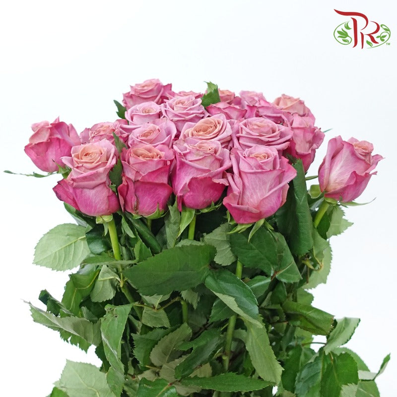 Rose - Violet Magenta (10 Stems)-Violet Magenta-China-prflorist.com.my
