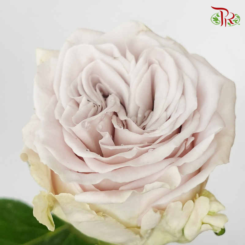 Rose - Westminster Abbey (10 Stems)-Grey-Kenya-prflorist.com.my