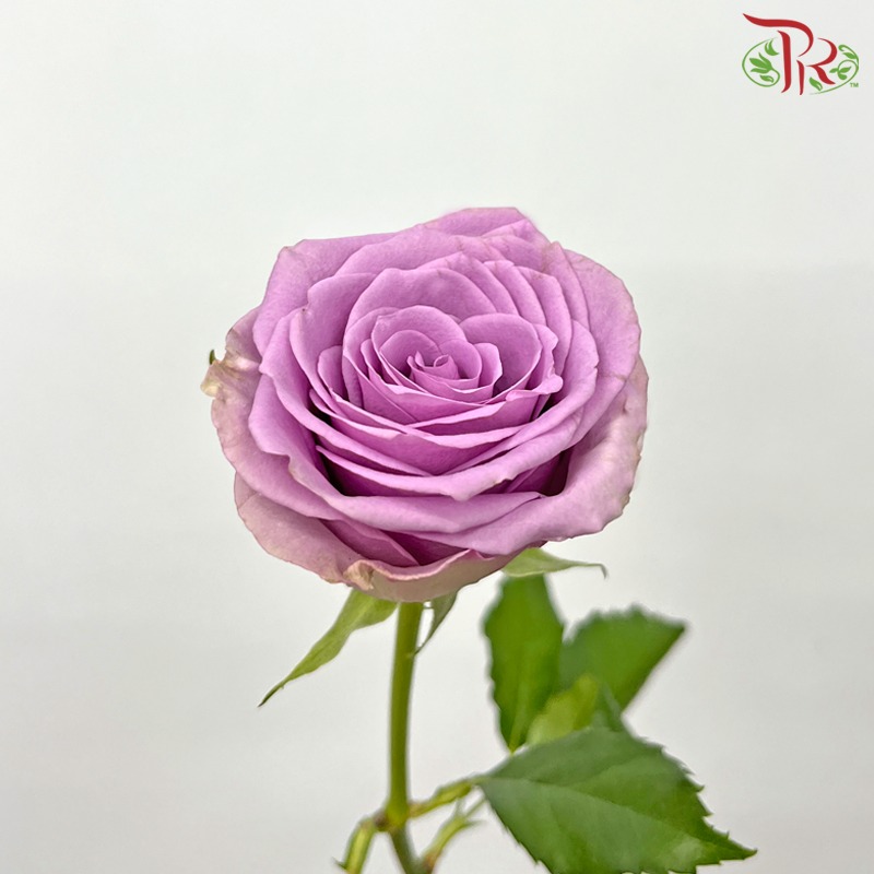 Rose - Zi Xia Fairy (20 Stems)-Zi Xia Fairy-China-prflorist.com.my
