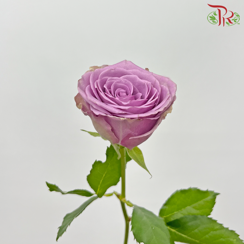 Rose - Zi Xia Fairy (20 Stems)-Zi Xia Fairy-China-prflorist.com.my