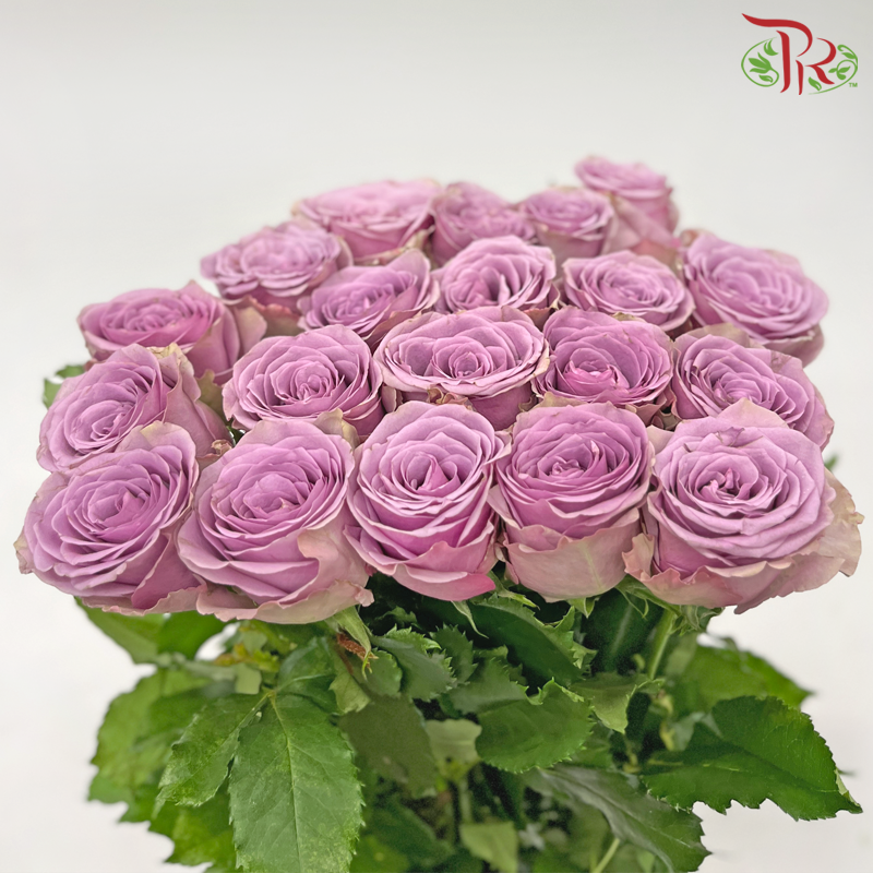 Rose - Zi Xia Fairy (20 Stems)-Zi Xia Fairy-China-prflorist.com.my