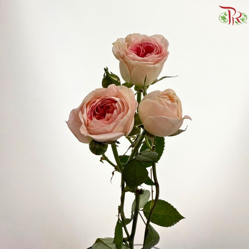 Rose Spray 《多头玫瑰》