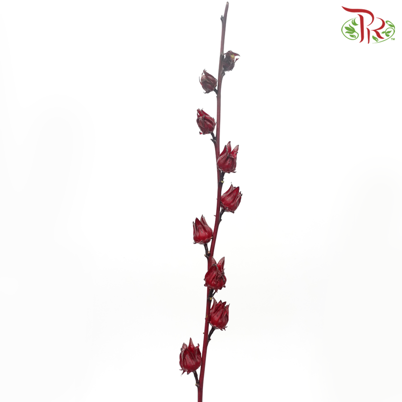 Roselle - (3 Stems)-Import-prflorist.com.my
