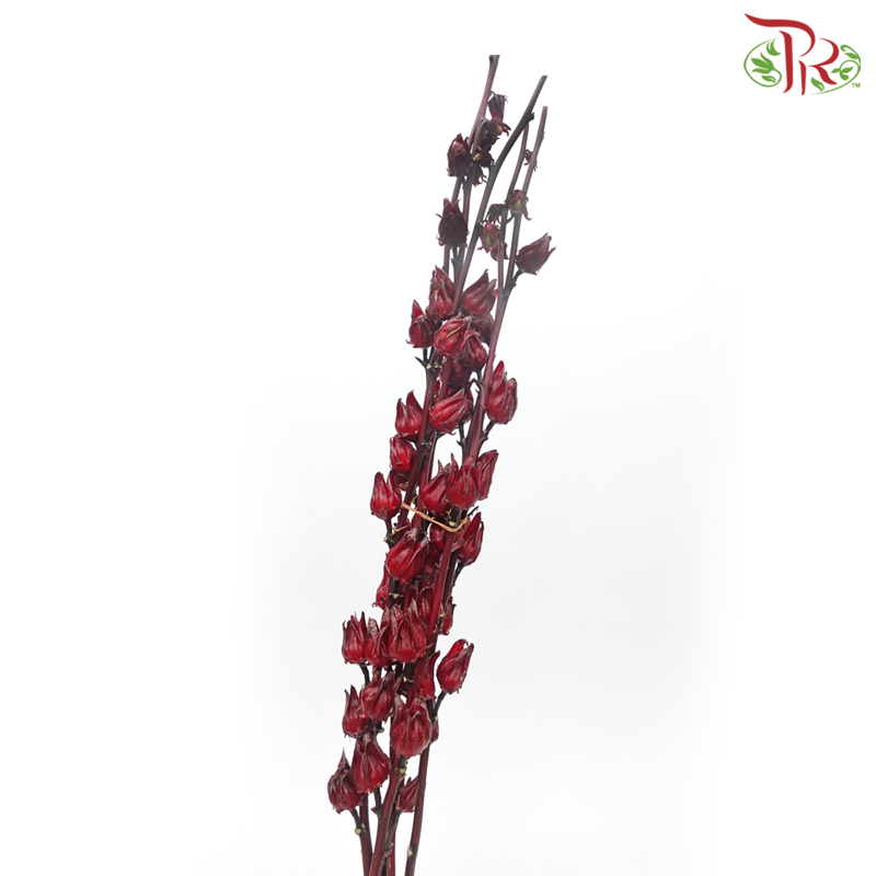 Roselle - (3 Stems)-Import-prflorist.com.my