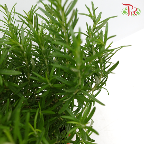 Rosemary P140《迷迭香》