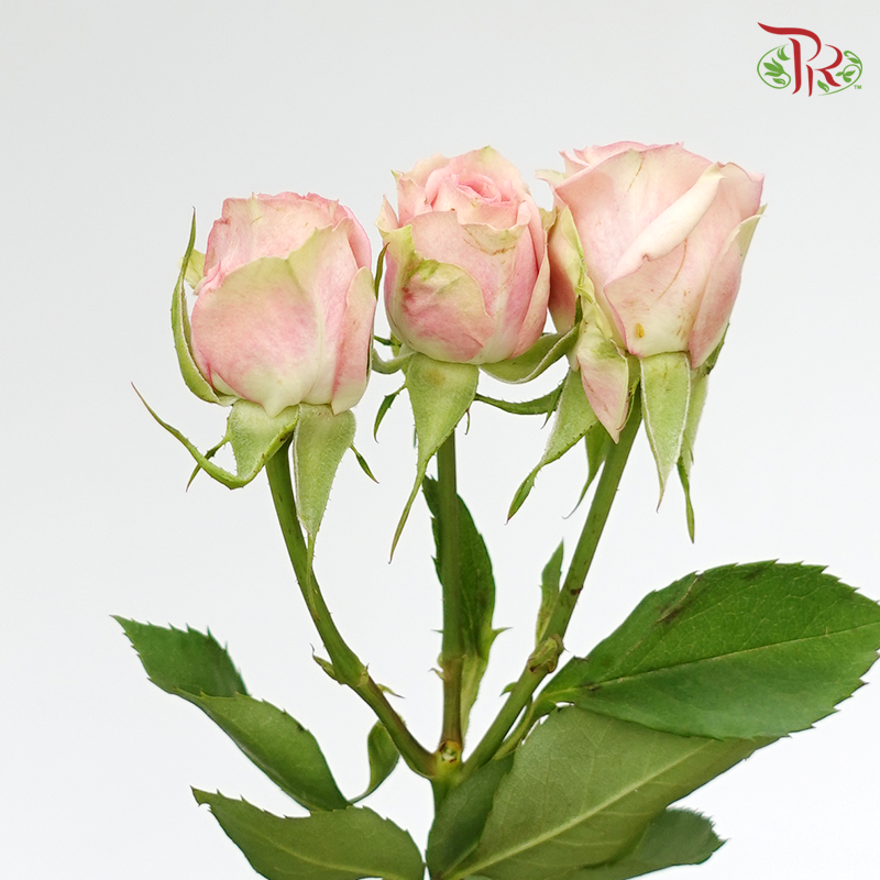 Rose Spray -  Peach (10 Stems) - Pudu Ria Florist