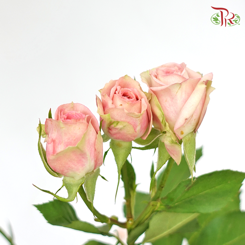 Rose Spray -  Peach (10 Stems) - Pudu Ria Florist