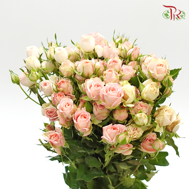 Rose Spray -  Peach (10 Stems) - Pudu Ria Florist