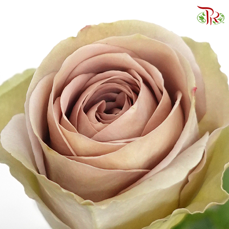 R'Prima Rose - Amnesia (25 Stems)-Vintage-Ecd-prflorist.com.my