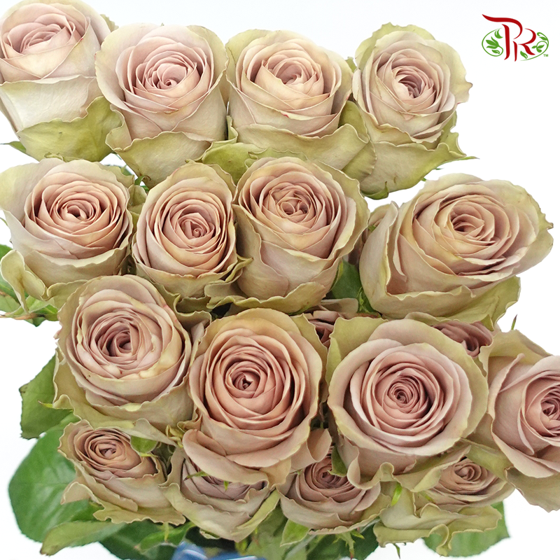 R'Prima Rose - Amnesia (25 Stems)-Vintage-Ecd-prflorist.com.my