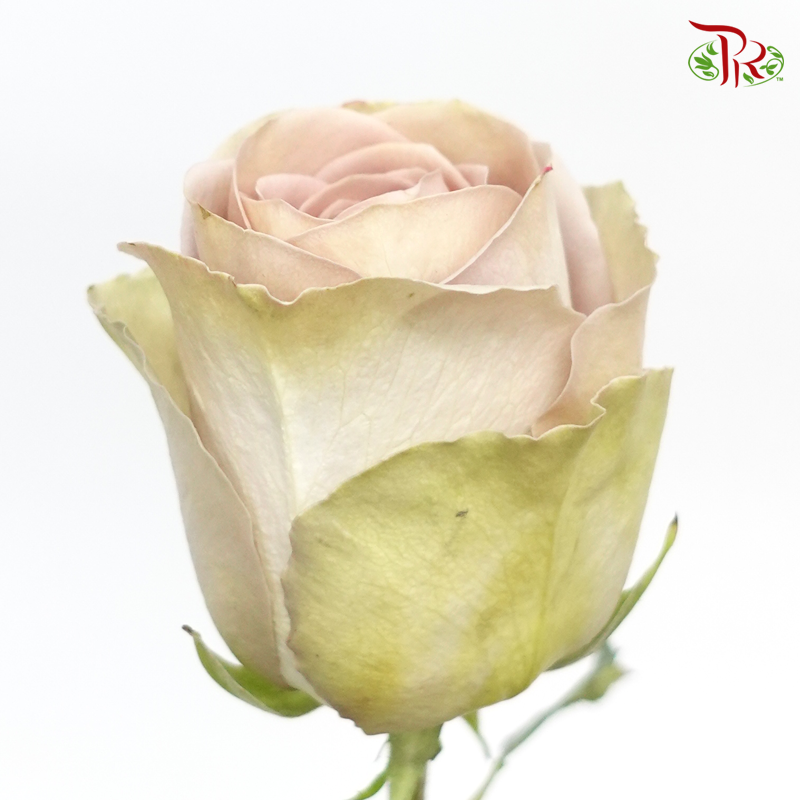R'Prima Rose - Amnesia (25 Stems)-Vintage-Ecd-prflorist.com.my