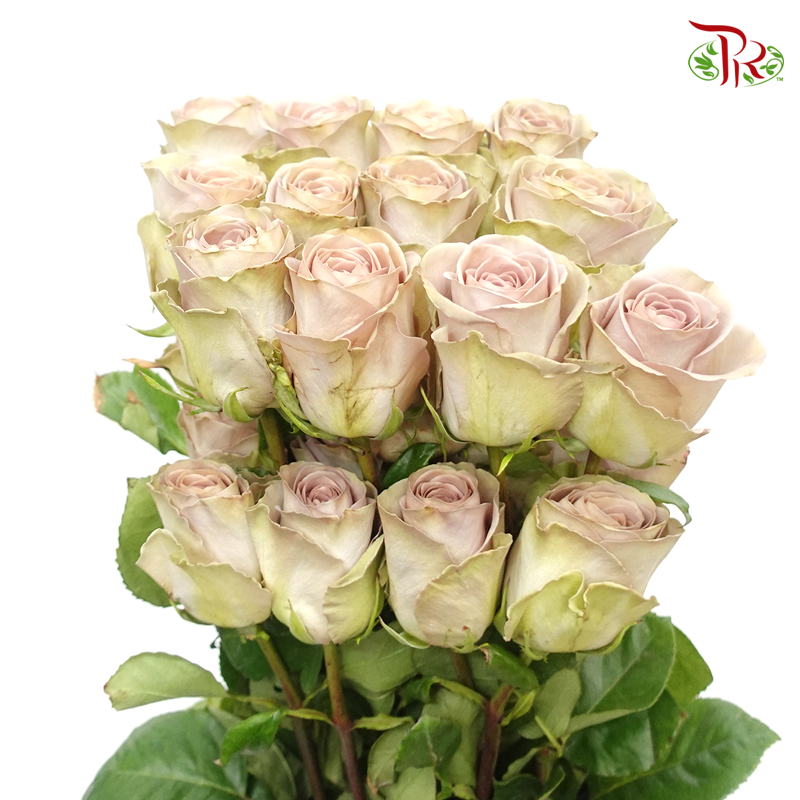 R'Prima Rose - Amnesia (25 Stems)-Vintage-Ecd-prflorist.com.my
