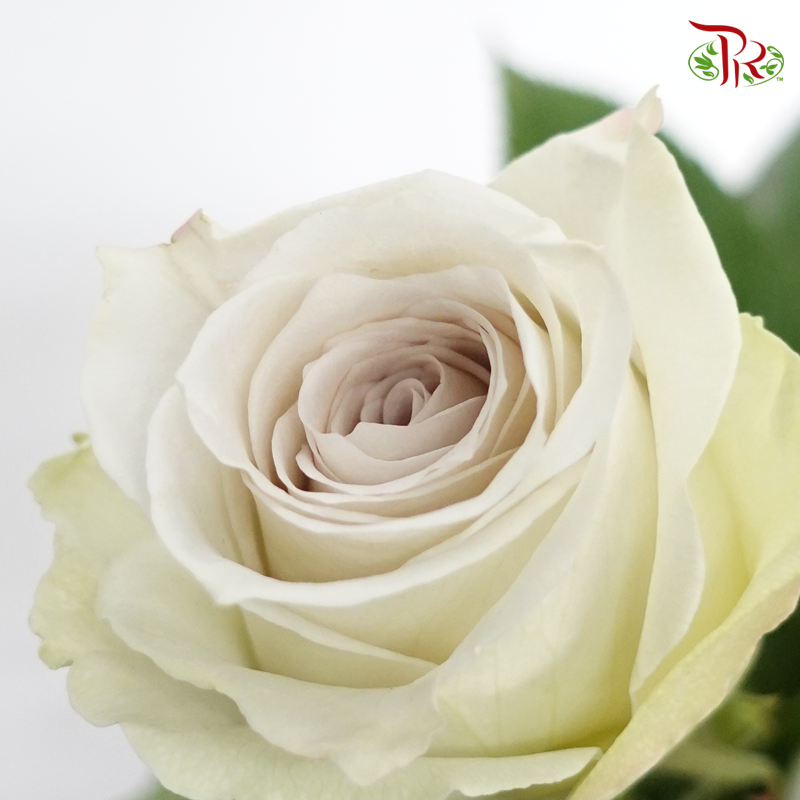 R'Prima Rose - Early Grey (25 Stems)-Cream With Inner Grey-Ecd-prflorist.com.my