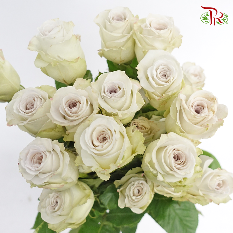R'Prima Rose - Early Grey (25 Stems)-Cream With Inner Grey-Ecd-prflorist.com.my