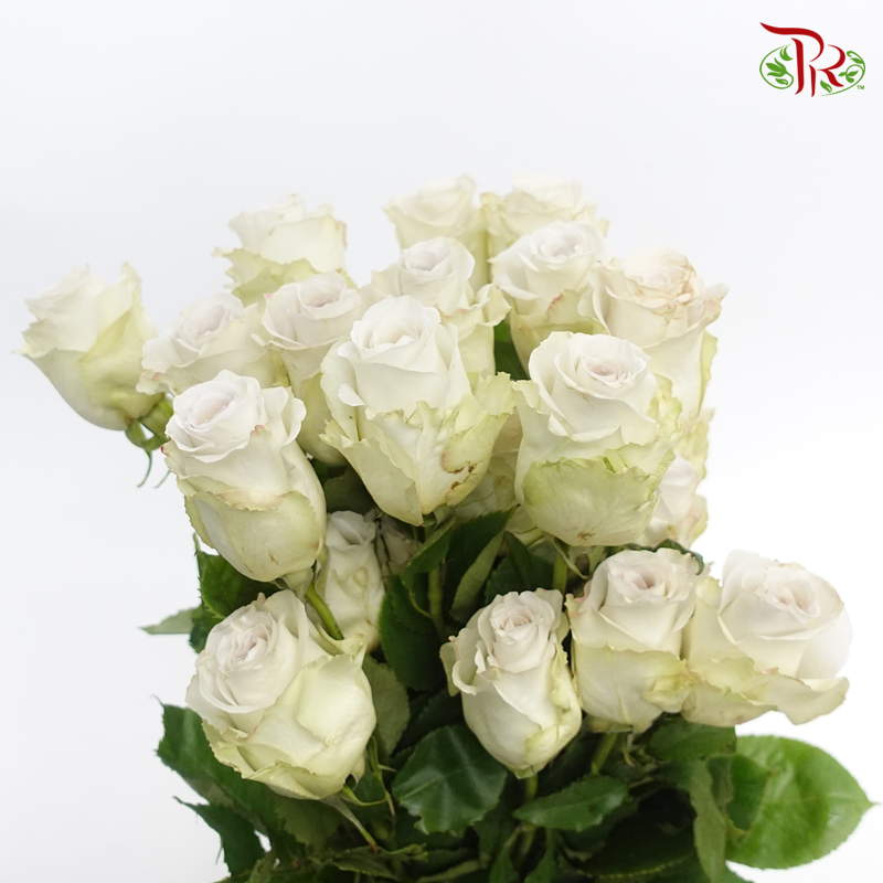 R'Prima Rose - Early Grey (25 Stems)-Cream With Inner Grey-Ecd-prflorist.com.my