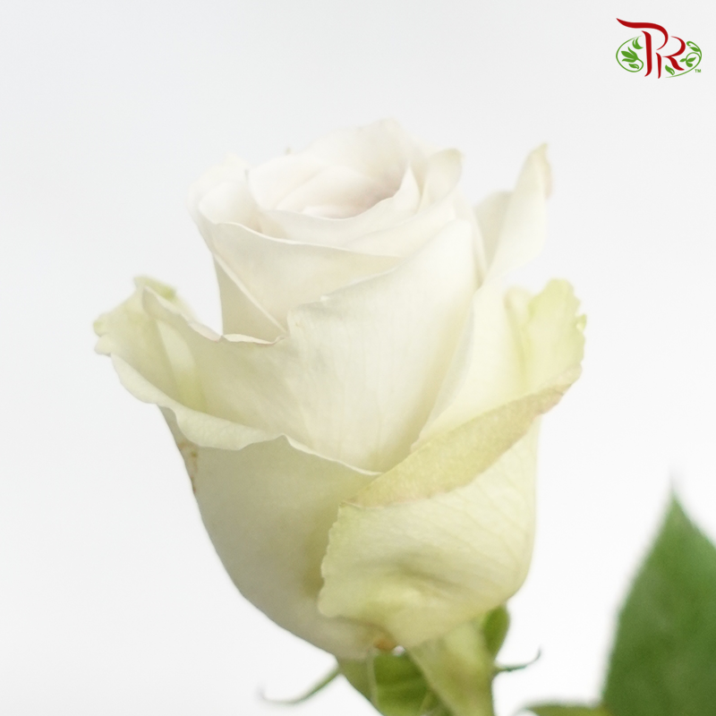 R'Prima Rose - Early Grey (25 Stems)-Cream With Inner Grey-Ecd-prflorist.com.my