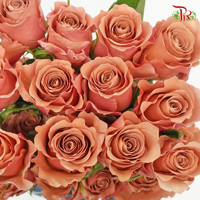 R'Prima Rose - RP Moab (25 Stems)-Vintage-Ecd-prflorist.com.my