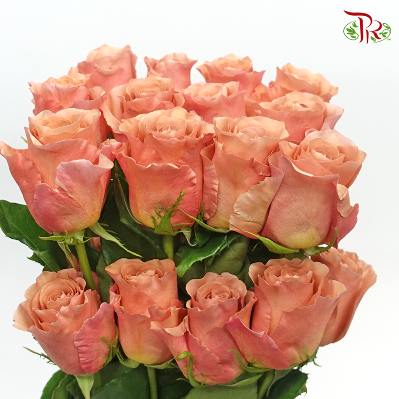R'Prima Rose - RP Moab (25 Stems)-Vintage-Ecd-prflorist.com.my