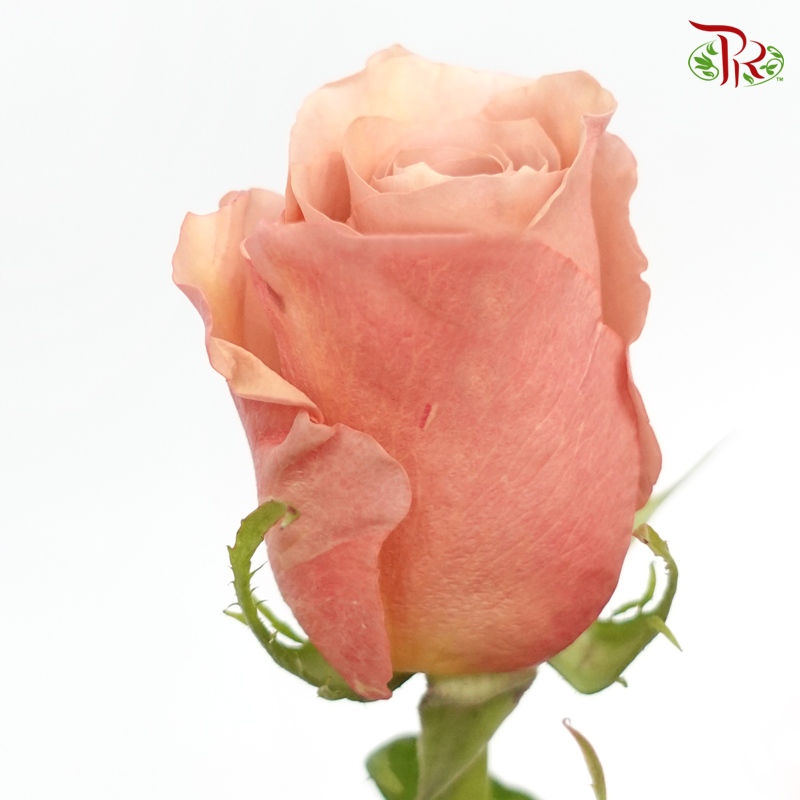 R'Prima Rose - RP Moab (25 Stems)-Vintage-Ecd-prflorist.com.my