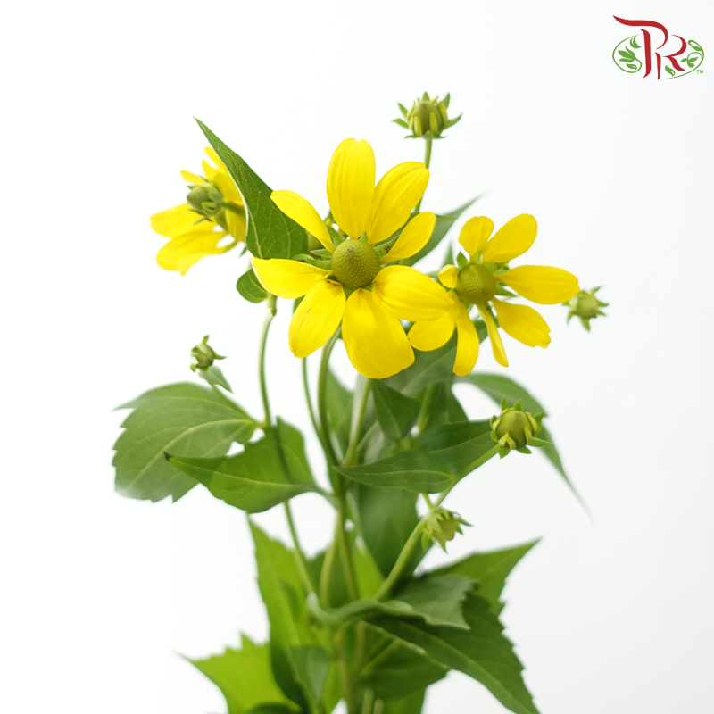 Rudbeckia (Cat Eye) - Yellow (5 Stems)-Yellow-Netherland-prflorist.com.my