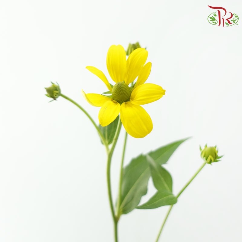 Rudbeckia (Cat Eye) - Yellow (5 Stems)-Yellow-Netherland-prflorist.com.my