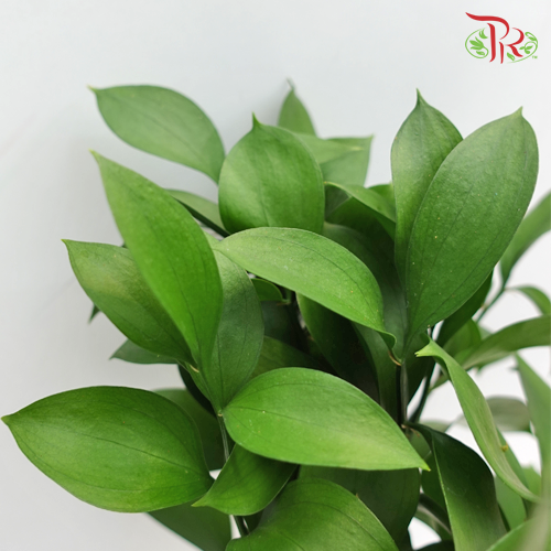 Ruscus Leaf - (10 Stems)-Vietnam-prflorist.com.my