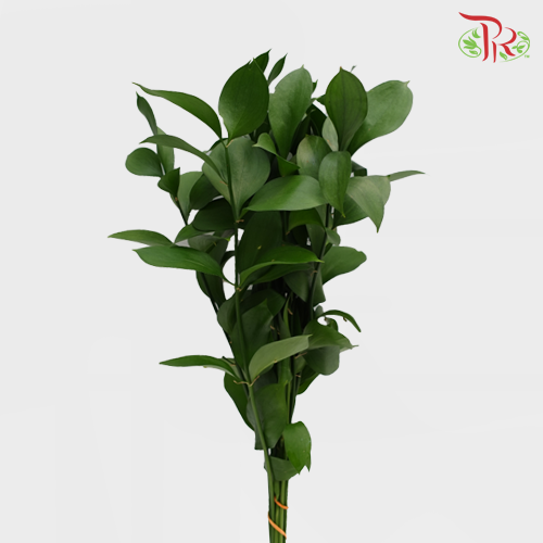Ruscus Leaf - (10 Stems)-Vietnam-prflorist.com.my