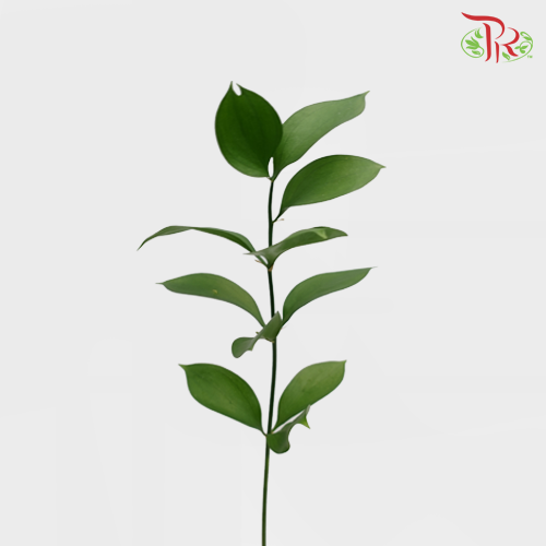 Ruscus Leaf - (10 Stems)-Vietnam-prflorist.com.my