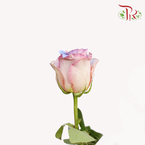 Ceres Rose - Pink Blue Heaven (10 Stems) - Pudu Ria Florist