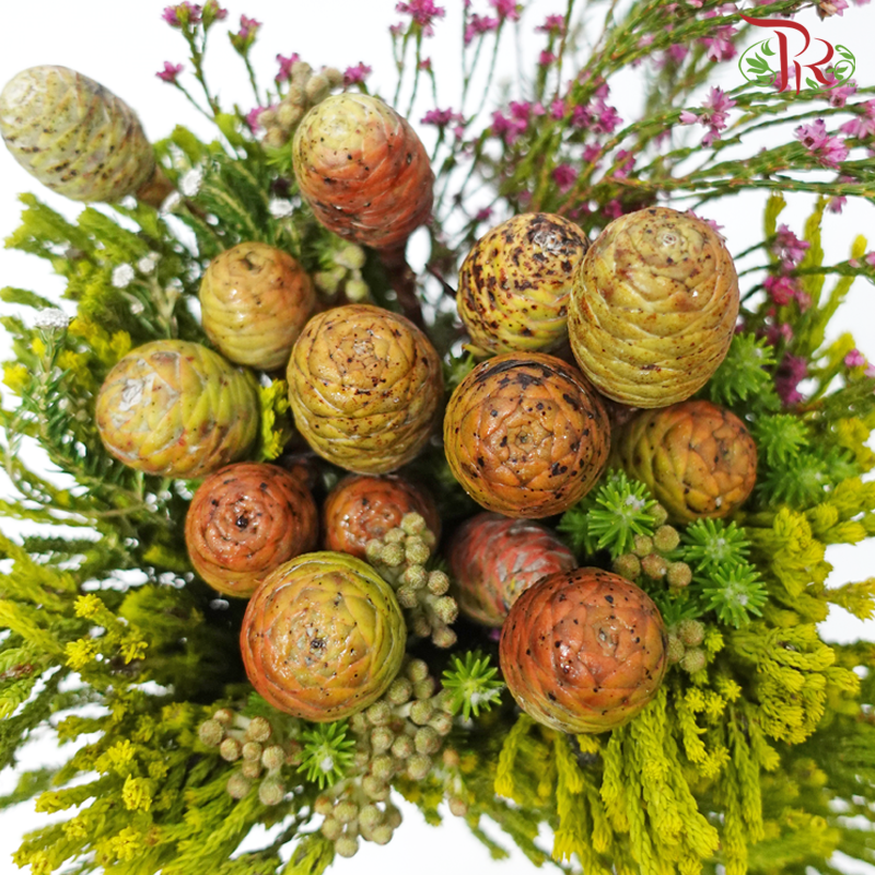 Safari Cape Cone Mix Bouquet - #19 (Per Bunch) **Random Choose Cone/Fillers-Africa-prflorist.com.my