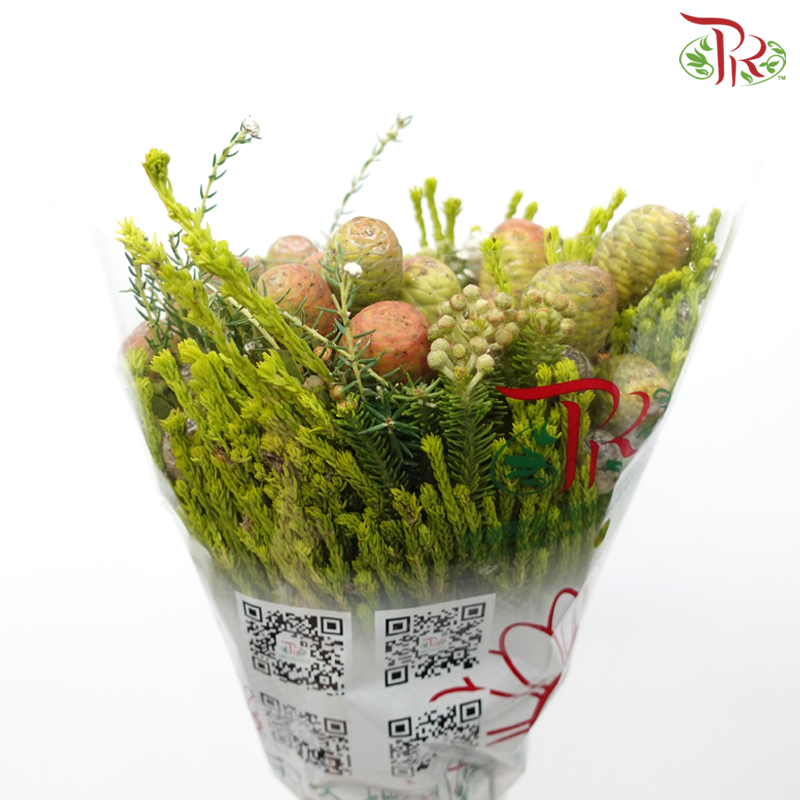 Safari Cape Cone Mix Bouquet - #20 (Per Bunch) **Random Choose Cone/Fillers-Africa-prflorist.com.my