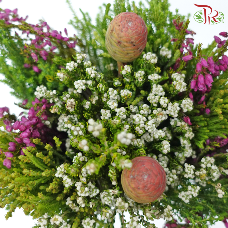 Safari Cape Cone Mix Bouquet - #21 (Per Bunch) **Random Choose Cone/Fillers-Africa-prflorist.com.my