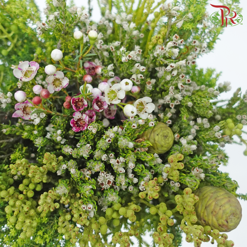 Safari Cape Cone Mix Bouquet - #23 (Per Bunch) **Random Choose Cone/Fillers-Africa-prflorist.com.my