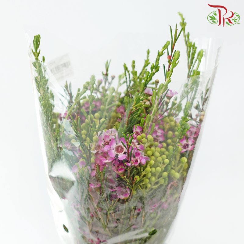 Safari Cape Cone Mix Bouquet - #24 (Per Bunch) **Random Choose Cone/Fillers-Africa-prflorist.com.my
