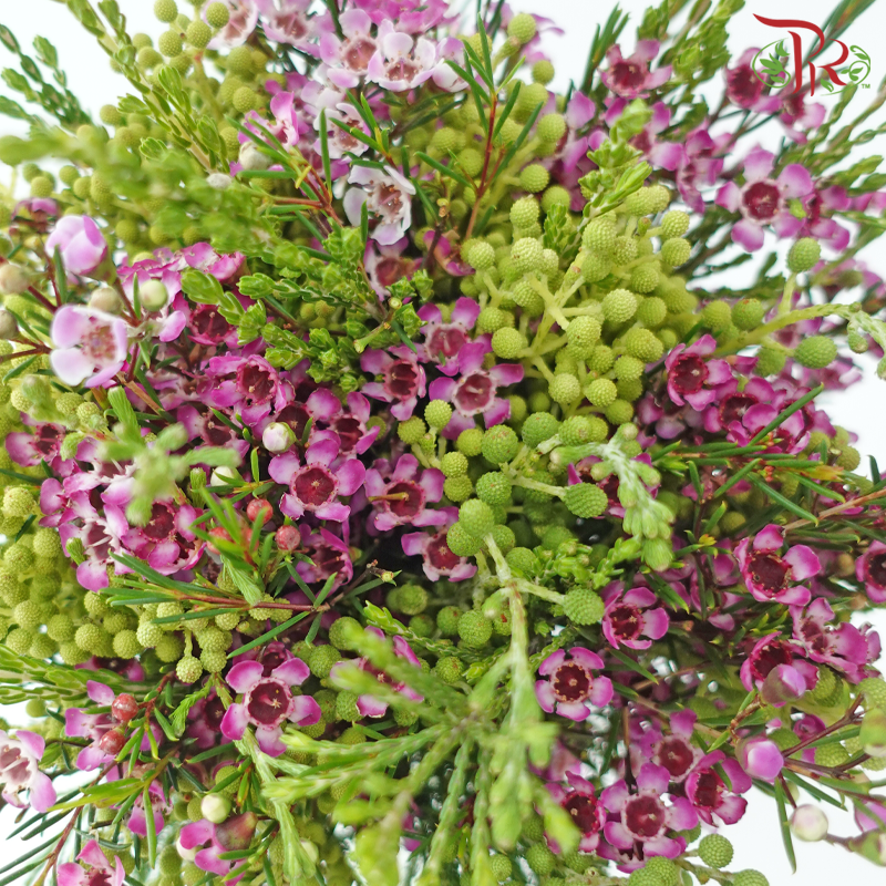 Safari Cape Cone Mix Bouquet - #24 (Per Bunch) **Random Choose Cone/Fillers-Africa-prflorist.com.my
