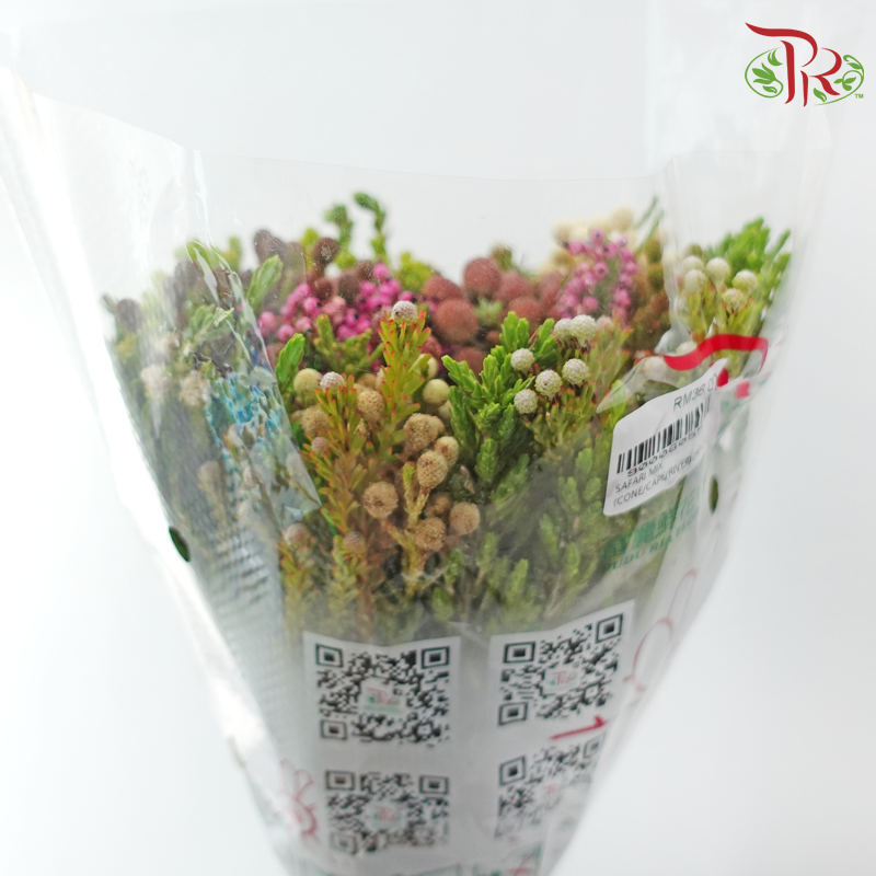 Safari Cape Cone Mix Bouquet - #25 (Per Bunch) **Random Choose Cone/Fillers-Africa-prflorist.com.my