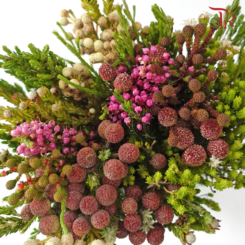 Safari Cape Cone Mix Bouquet - #25 (Per Bunch) **Random Choose Cone/Fillers-Africa-prflorist.com.my
