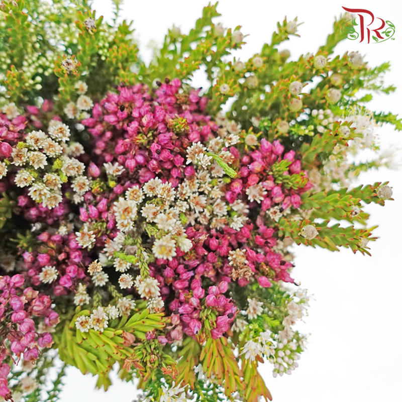 Safari Cape Cone Mix Erica Bouquet 15 (Per Bunch) Random Fillers-Africa-prflorist.com.my