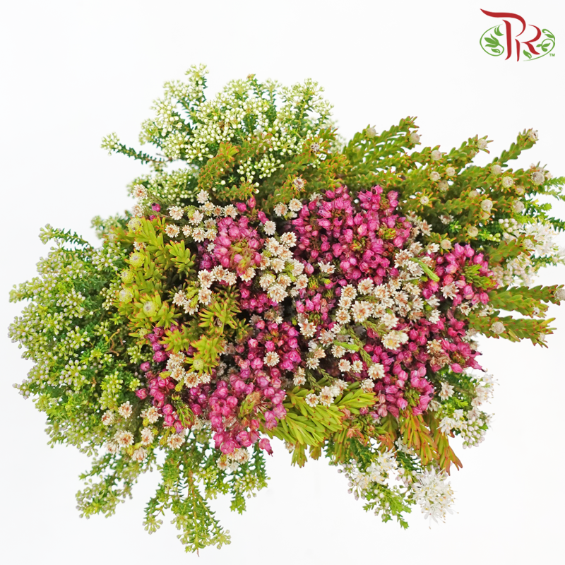 Safari Cape Cone Mix Erica Bouquet 15 (Per Bunch) Random Fillers-Africa-prflorist.com.my