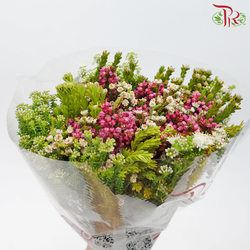 Safari Cape Cone Mix Erica Bouquet 15 (Per Bunch) Random Fillers-Africa-prflorist.com.my