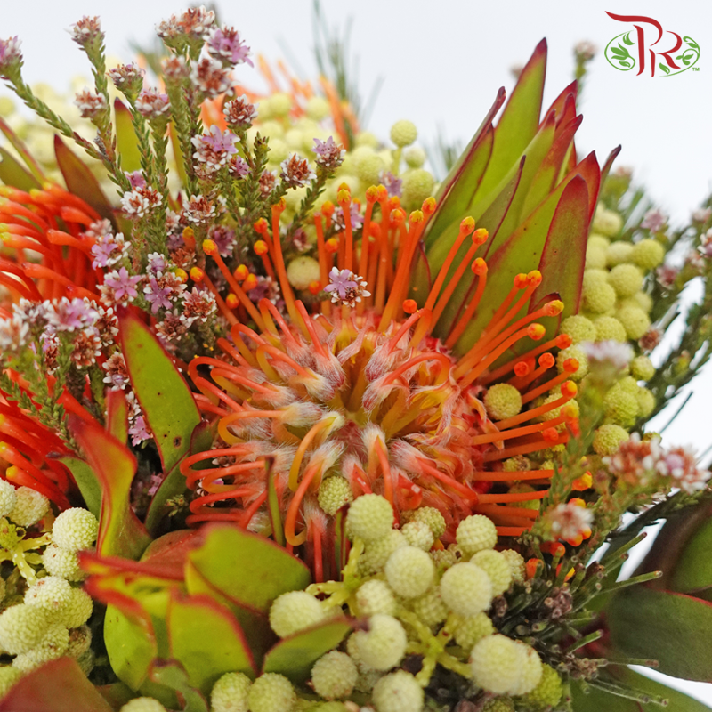 Safari Leucospermum Bouquet - Orange (Per Bunch)-Orange-Africa-prflorist.com.my