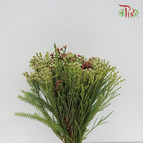 Safari Mix 1 - (Per Bunch)-Green-Africa-prflorist.com.my