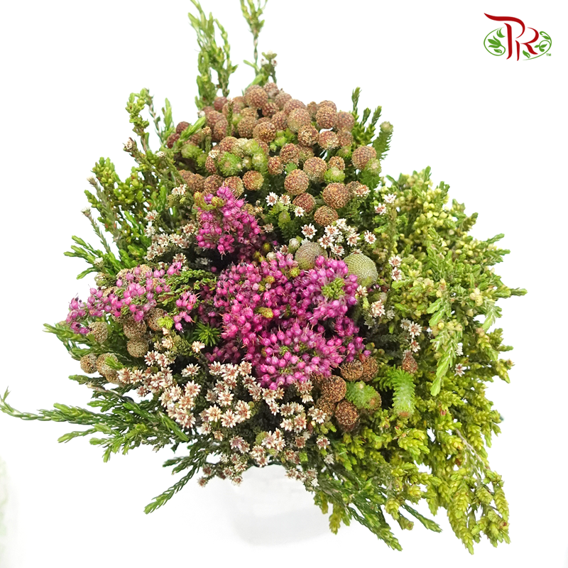Safari Mix (cone/cape) - #11 (Per Bunch) **Random Choose Cone/Fillers-Africa-prflorist.com.my