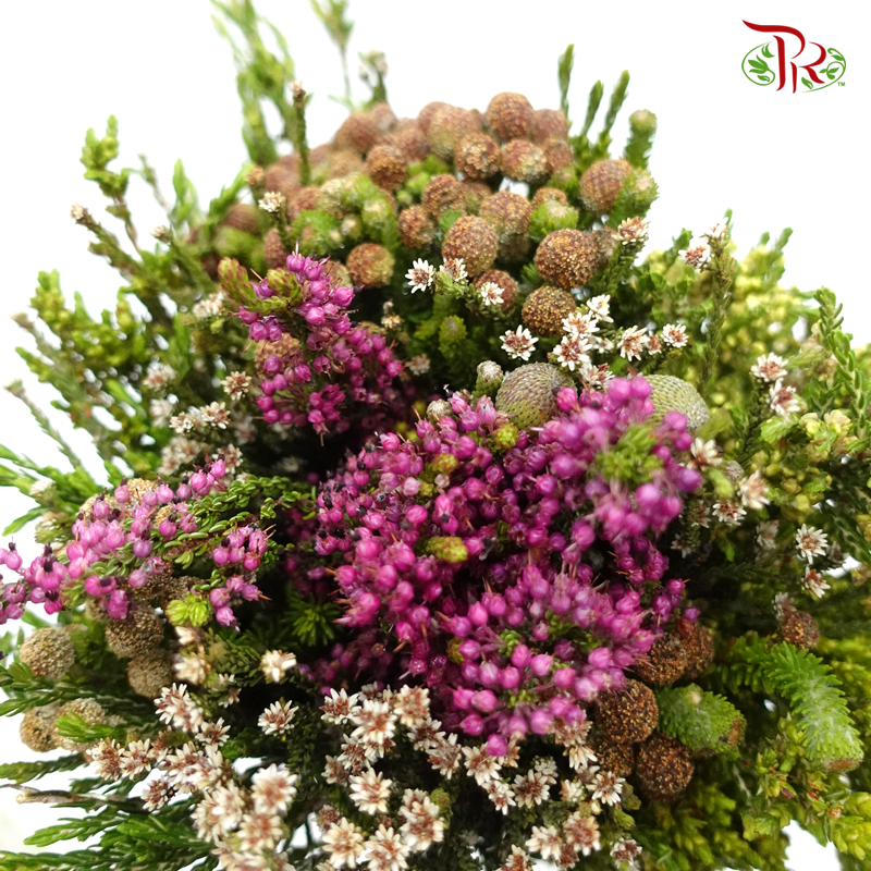 Safari Mix (cone/cape) - #11 (Per Bunch) **Random Choose Cone/Fillers-Africa-prflorist.com.my