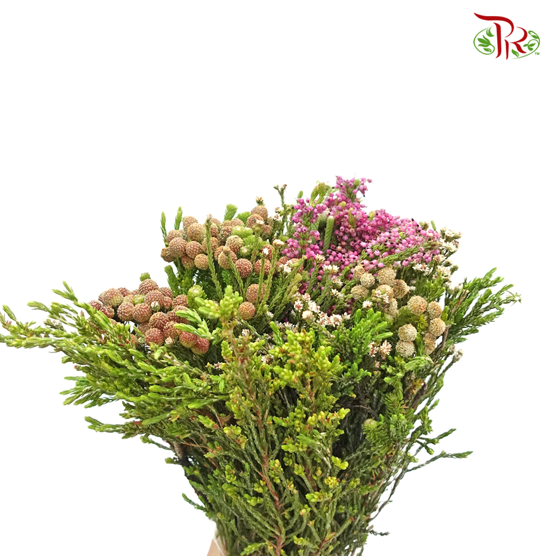 Safari Mix (cone/cape) - #11 (Per Bunch) **Random Choose Cone/Fillers-Africa-prflorist.com.my