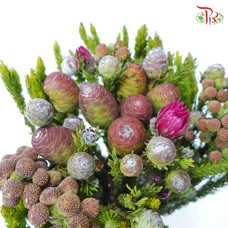 Safari Mix (Cone/Cape) - #5 (Per Bunch) **Random Choose Cone/Fillers-Africa-prflorist.com.my