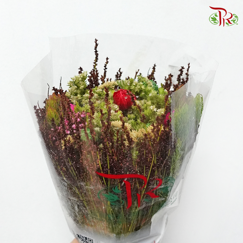 Safari Mix (Cone/Cape/Autumn Pink/ Edelkeur) - (Per Bunch) **Random Choose Cone/Fillers-Africa-prflorist.com.my