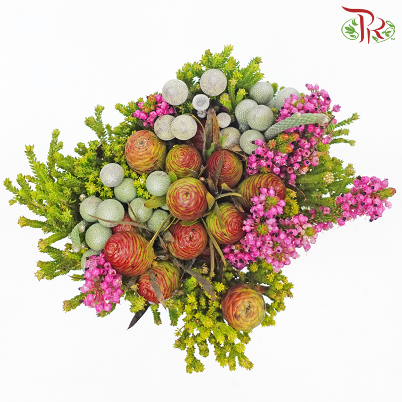 Safari Mix (Cone / Cape) - Silver Brunia With Erica (Per Bunch) **Random Choose Cone/Fillers-Africa-prflorist.com.my
