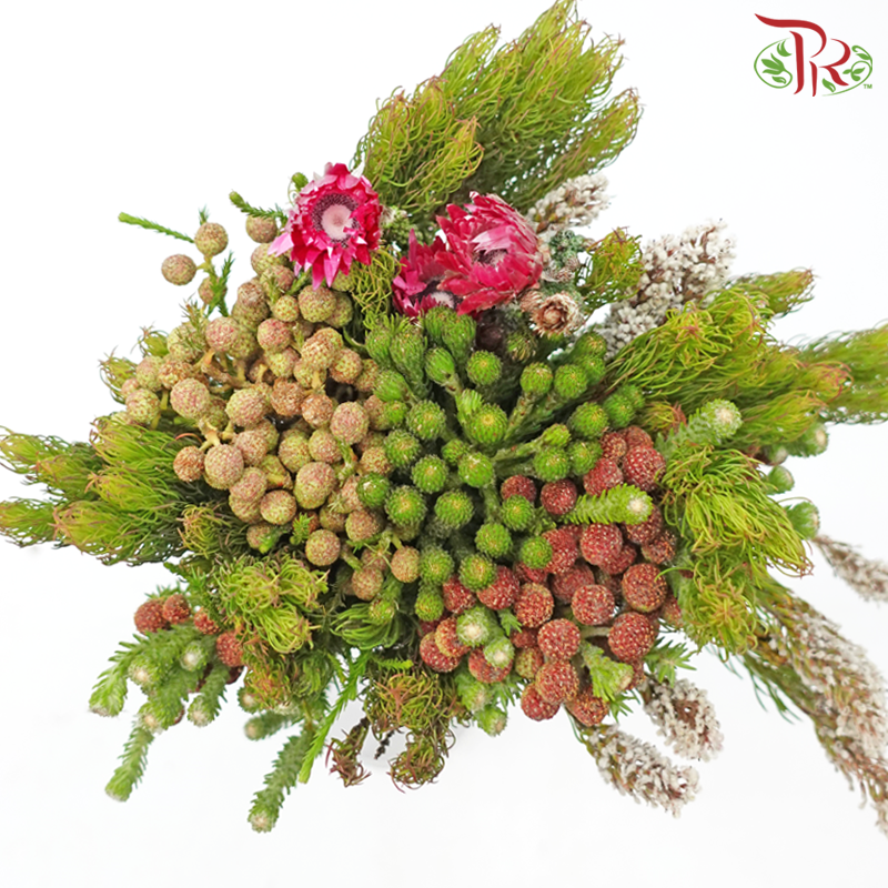 Safari Mix (Random Mixed Cone/Cape/River) - #5 (Per Bunch) **Random Cone/Fillers-Africa-prflorist.com.my